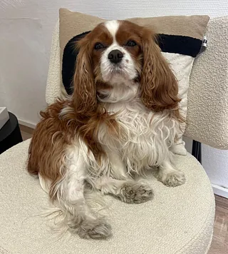 Lotti